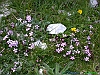 Prati di Tivo 05-DSCN3832+.jpg